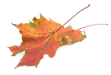 Photo of Autumn season. Dry maple leaves isolated on white