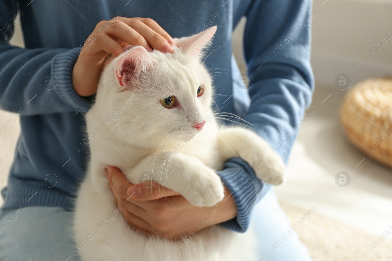 Photo of Young woman with her beautiful white cat at home, closeup. Fluffy pet