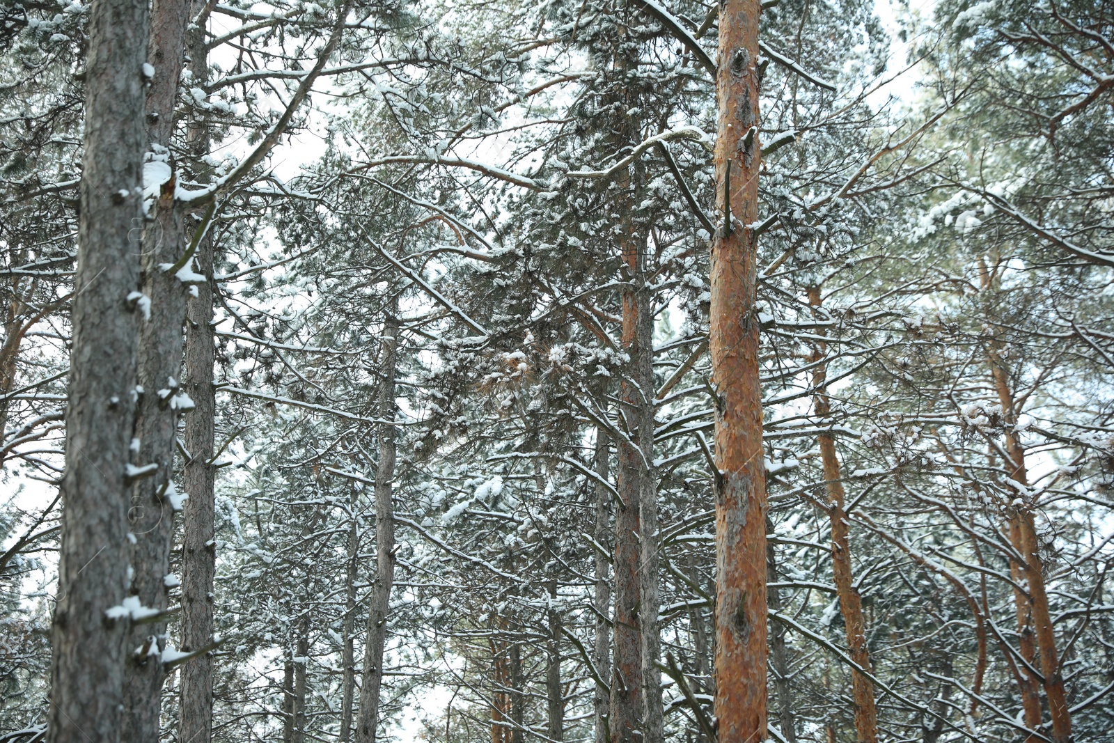 Photo of Beautiful forest covered with snow in winter