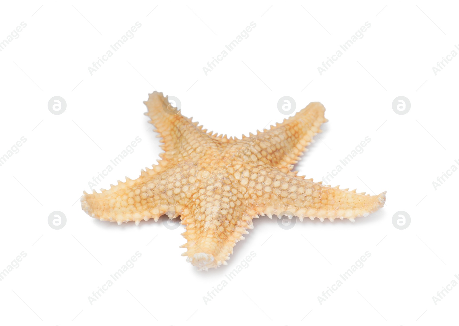 Photo of Beautiful sea star isolated on white. Beach object