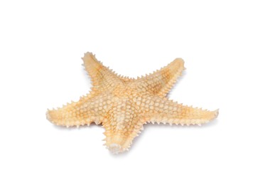 Photo of Beautiful sea star isolated on white. Beach object