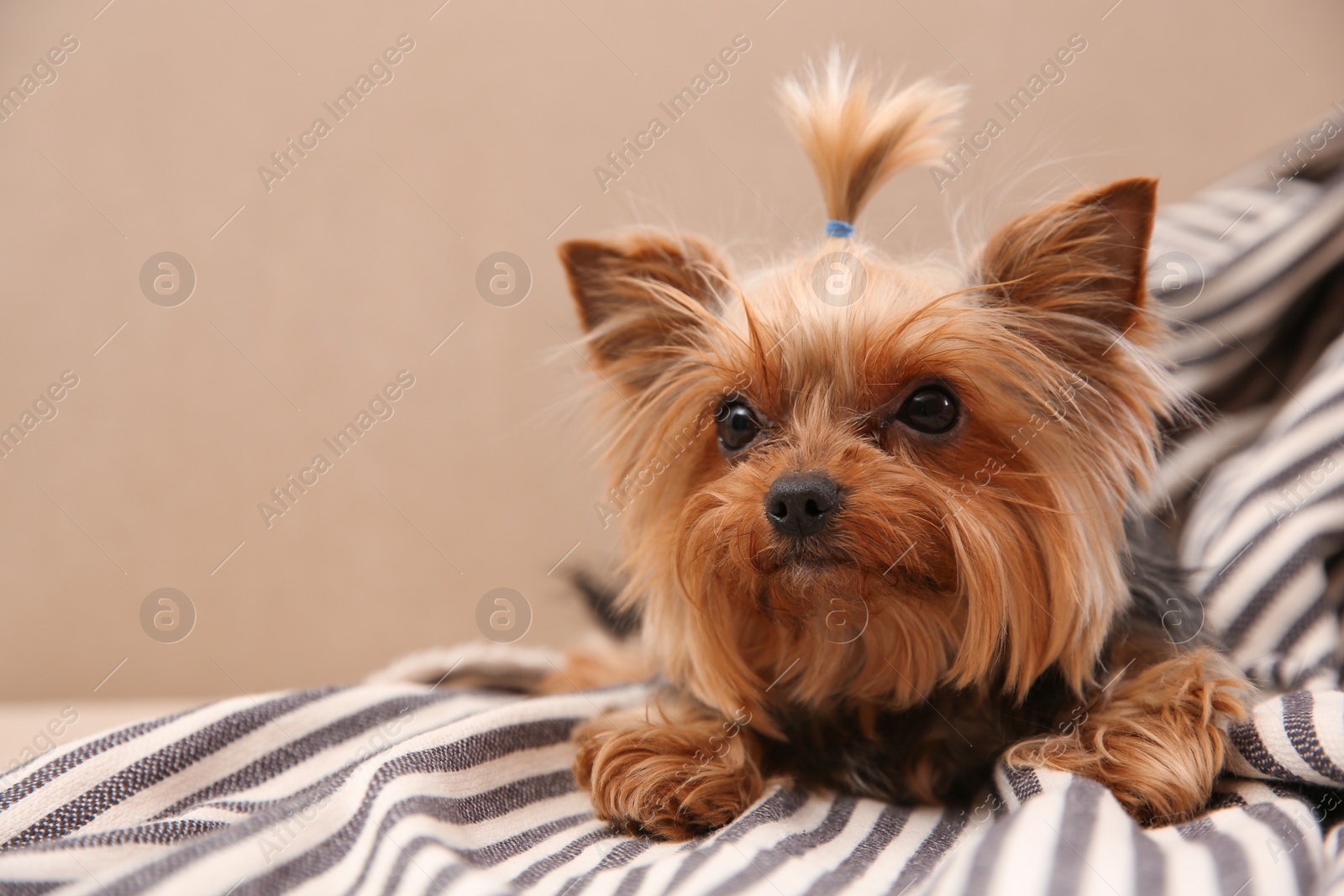 Photo of Yorkshire terrier on sofa indoors, space for text. Happy dog