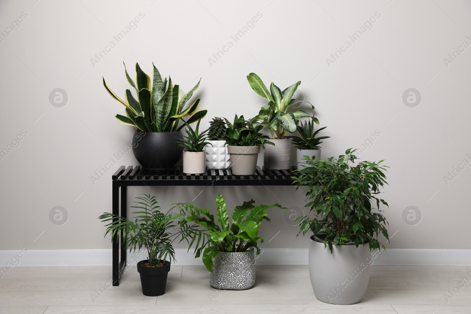 Photo of Many houseplants on bench near white wall