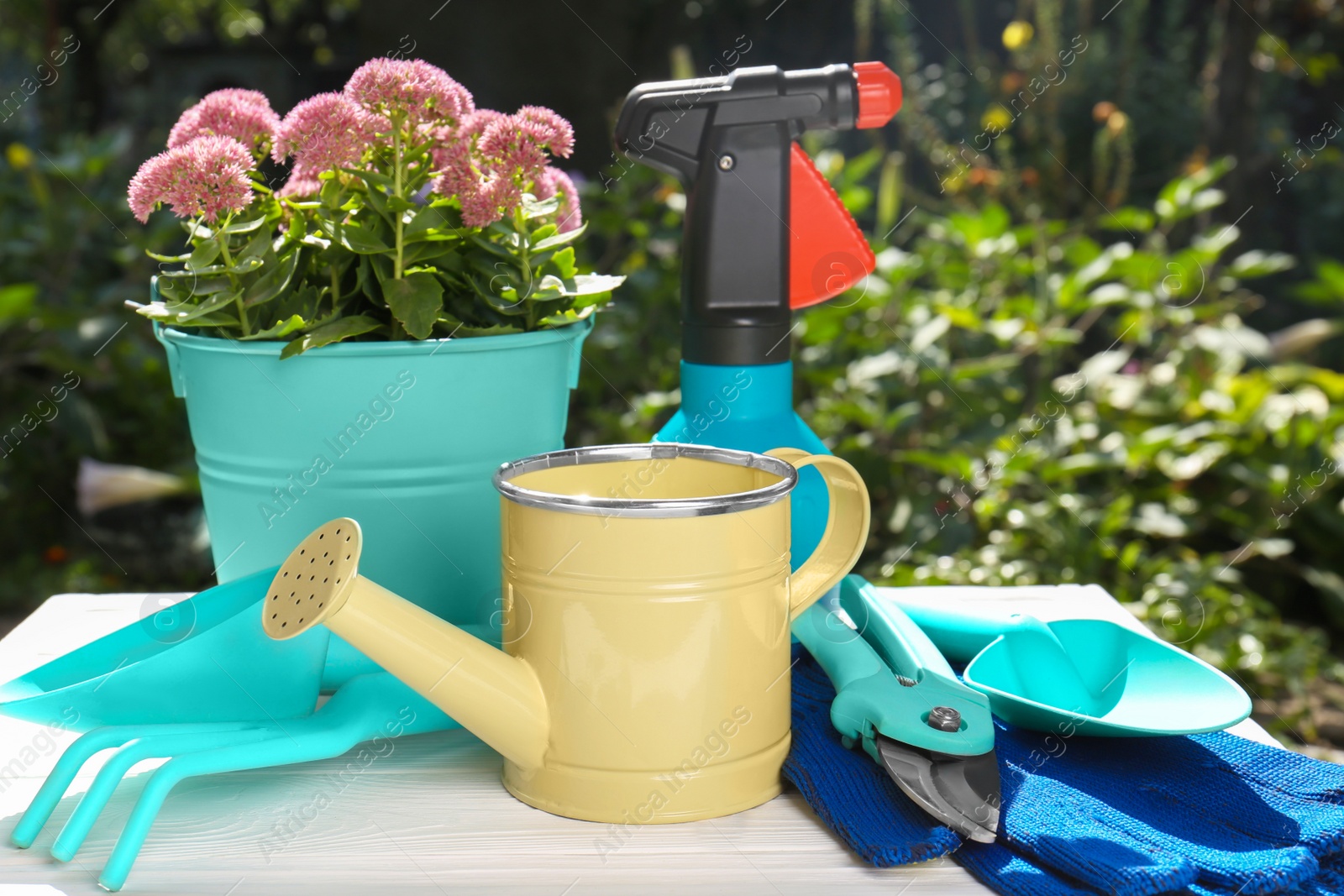 Photo of Watering can, gardening tools and plant outdoors on sunny day