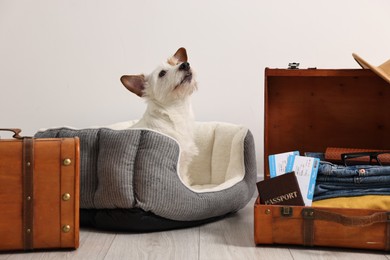 Photo of Travel with pet. Dog, clothes, passport, tickets and suitcases indoors