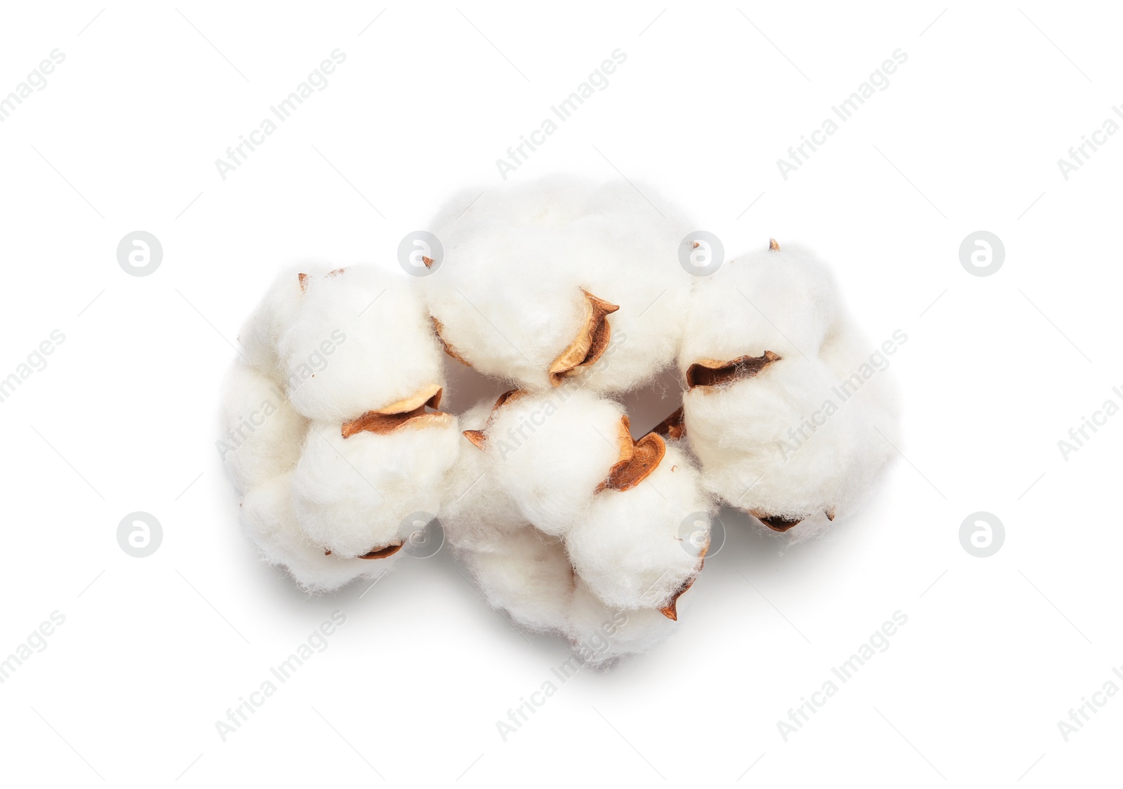 Photo of Beautiful fluffy cotton flowers on white background