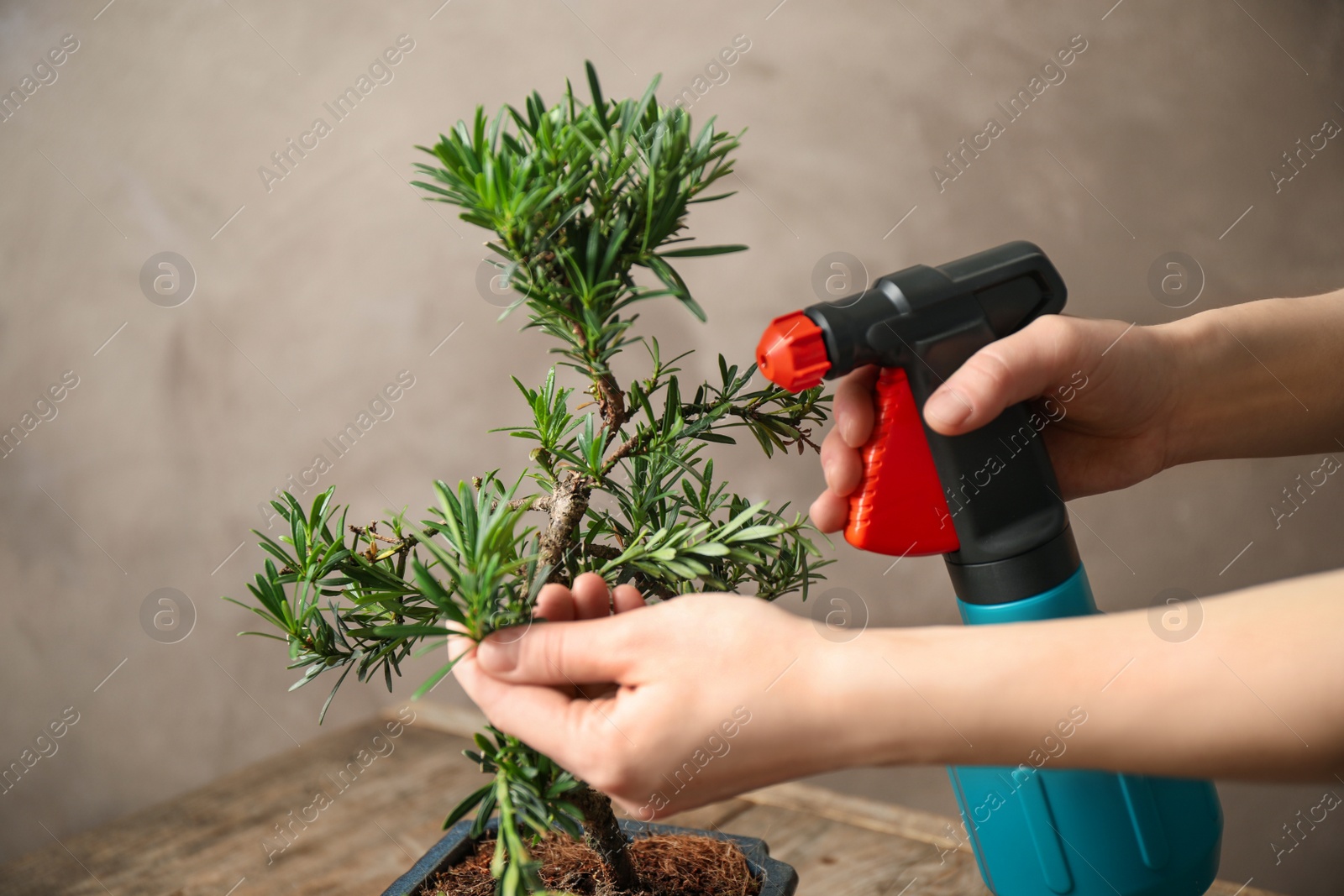 Photo of Woman spraying water on Japanese bonsai plant, closeup. Creating zen atmosphere at home