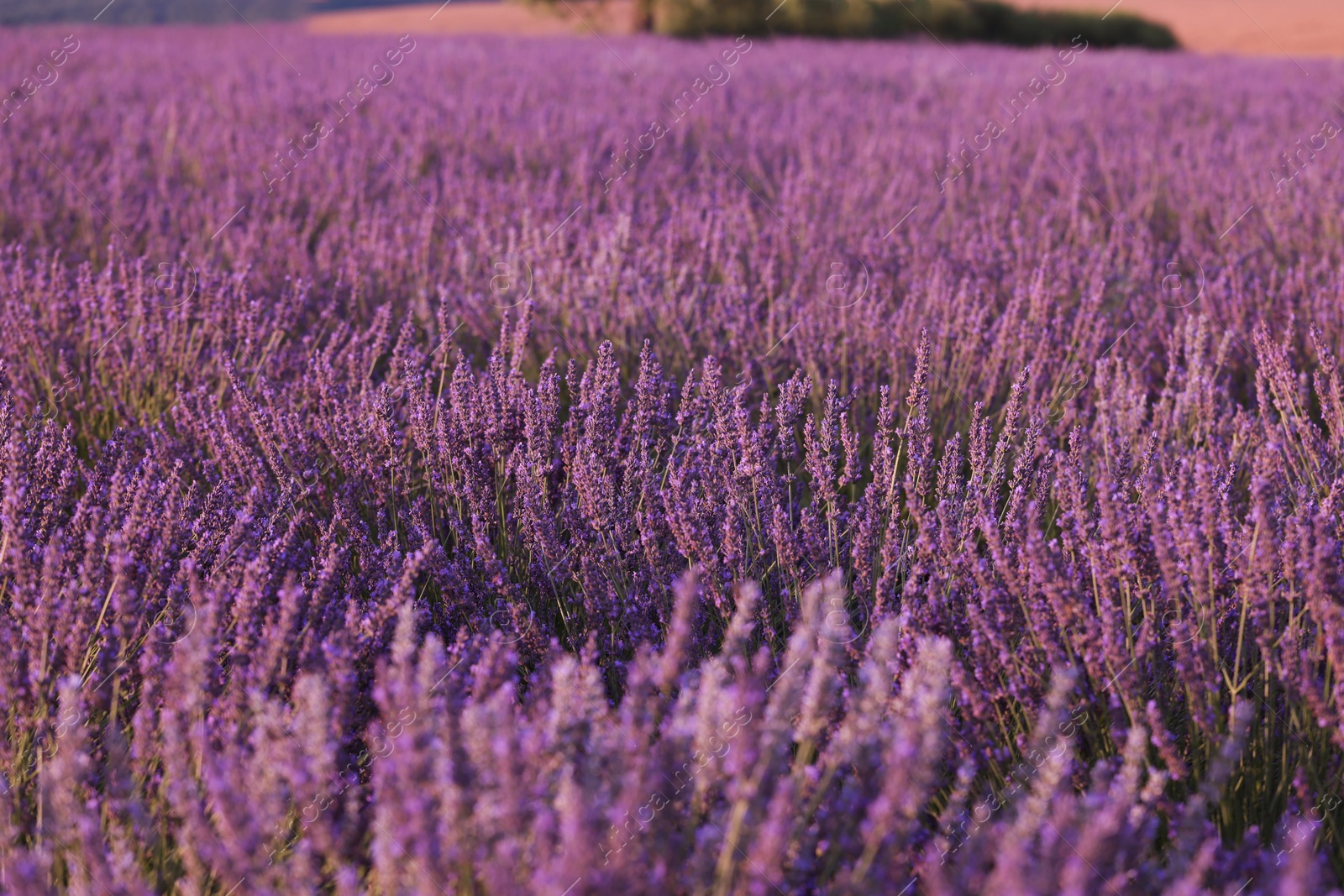 Photo of View of beautiful blooming lavender growing in field