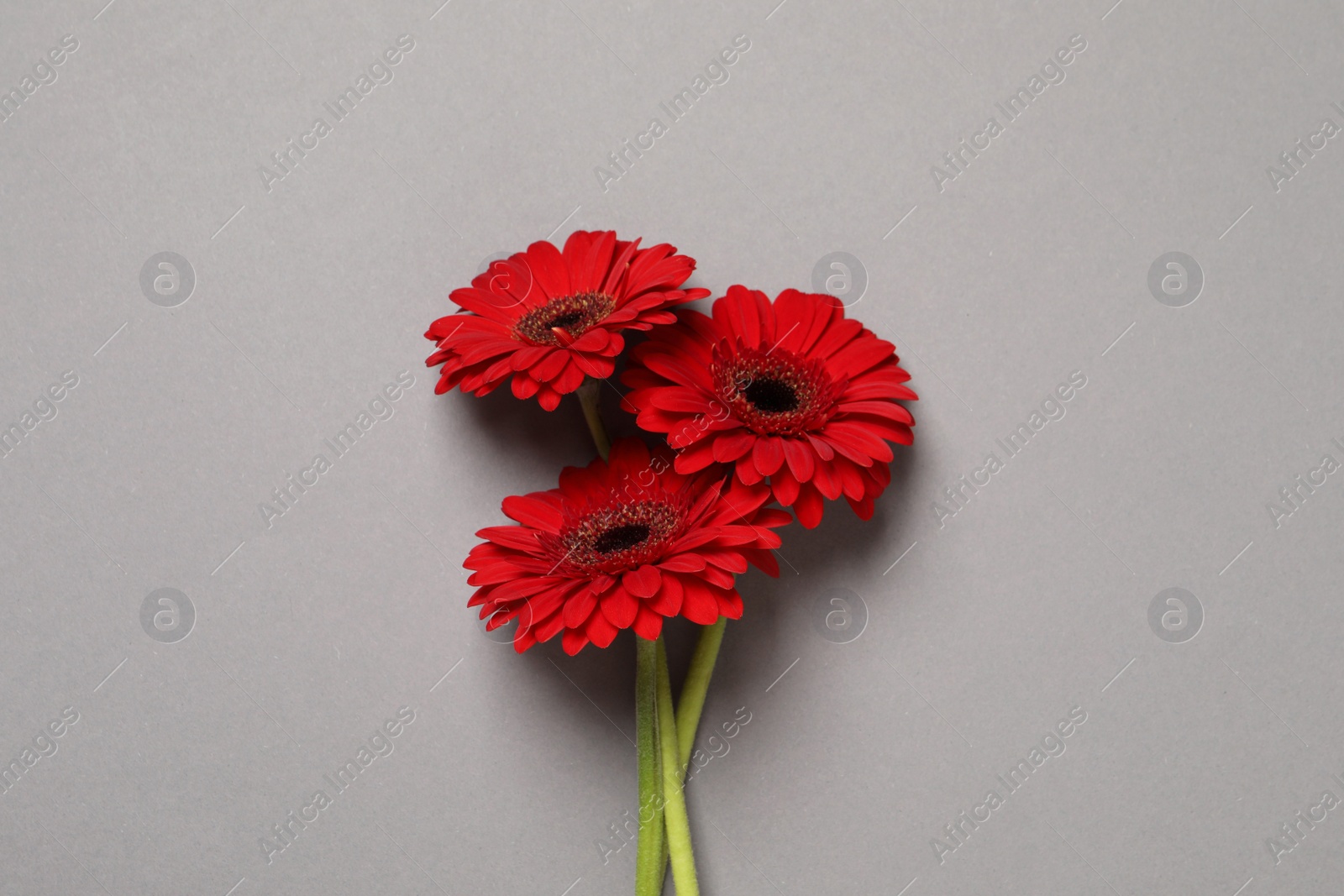 Photo of Beautiful bright red gerbera flowers on light grey background, top view