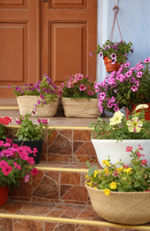 Beautiful petunia flowers in pots on steps near front door