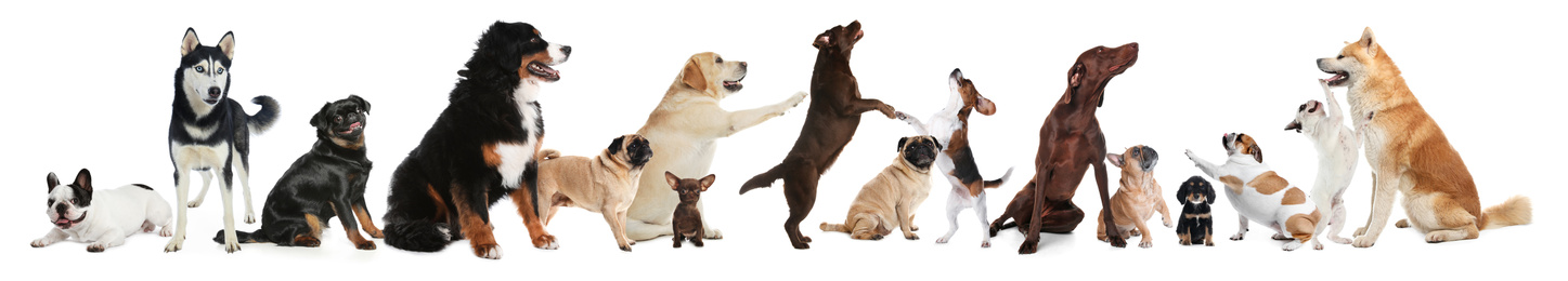 Image of Collage with different dogs on white background. Banner design