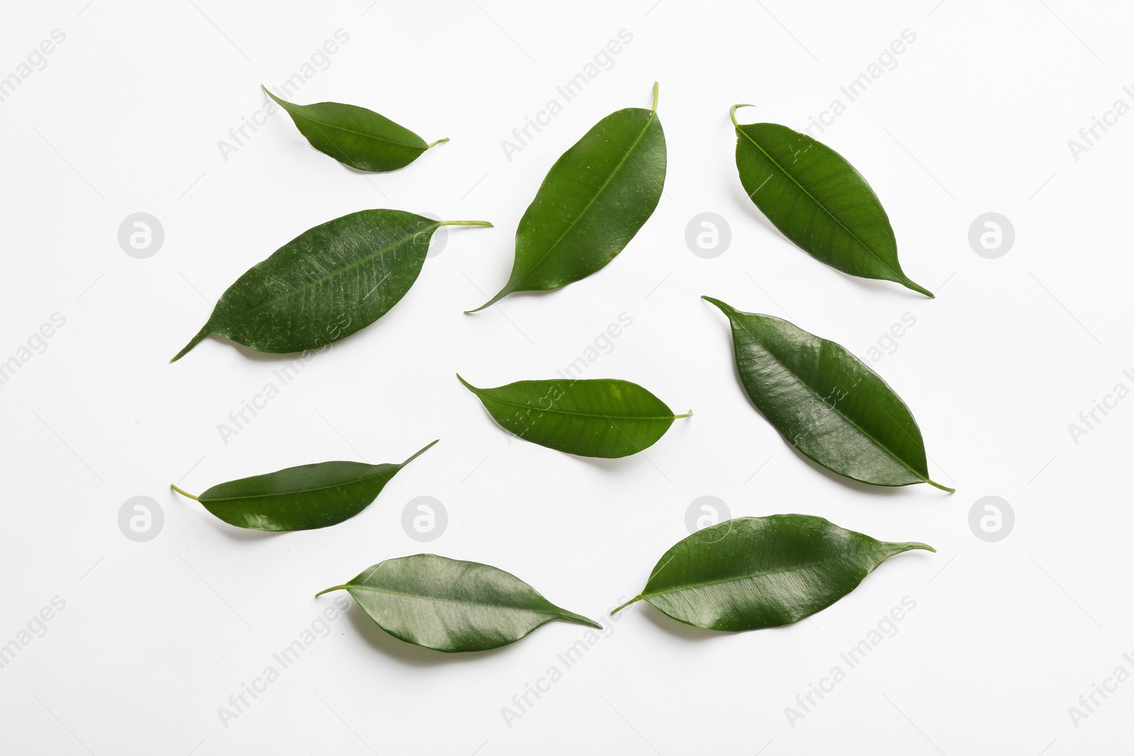 Photo of Fresh green ficus leaves on white background, top view