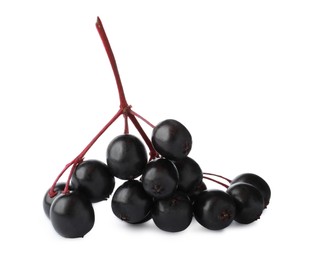 Photo of Bunch of black elderberries (Sambucus) on white background