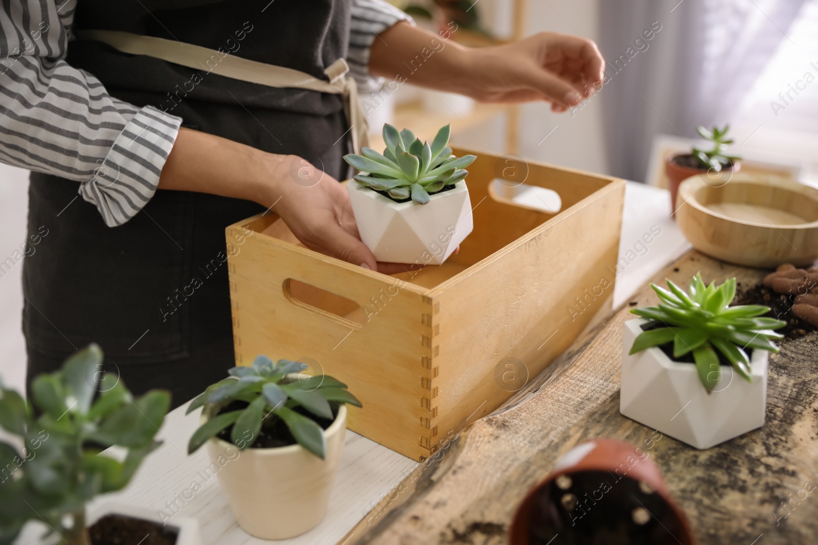 Photo of Woman with different beautiful succulents at wooden table indoors, closeup