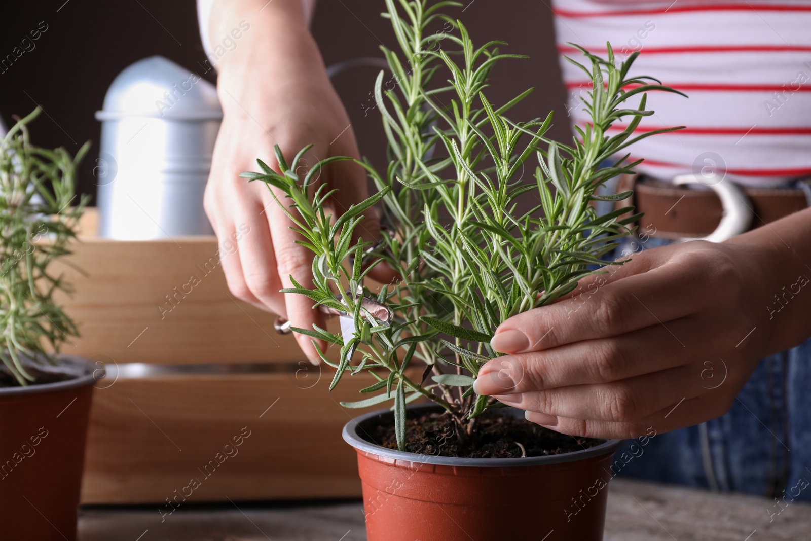 Photo of Woman cutting green potted rosemary at wooden table, closeup