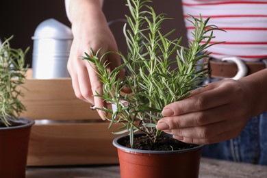 Woman cutting green potted rosemary at wooden table, closeup