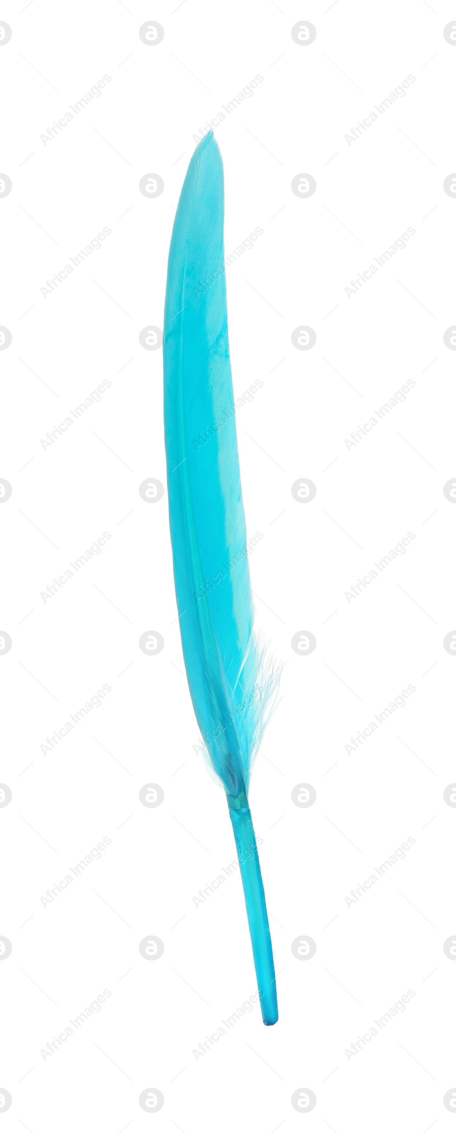 Photo of Beautiful light blue feather isolated on white