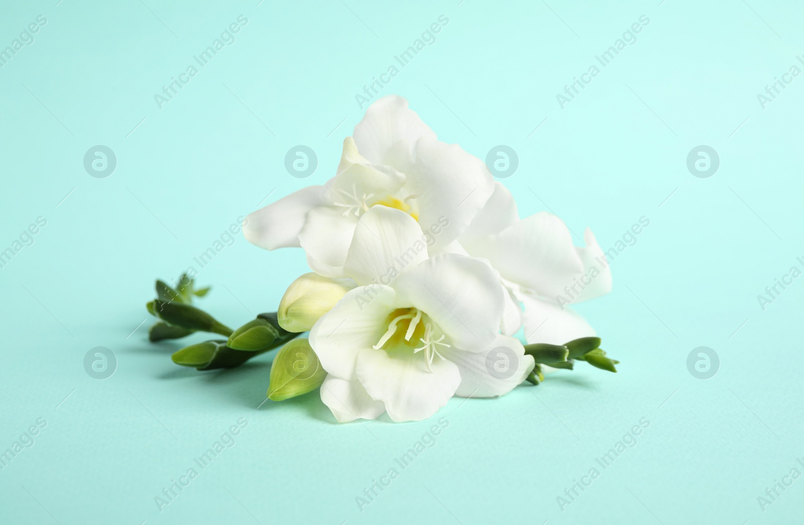 Photo of Beautiful freesia flowers on light blue background