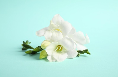 Beautiful freesia flowers on light blue background