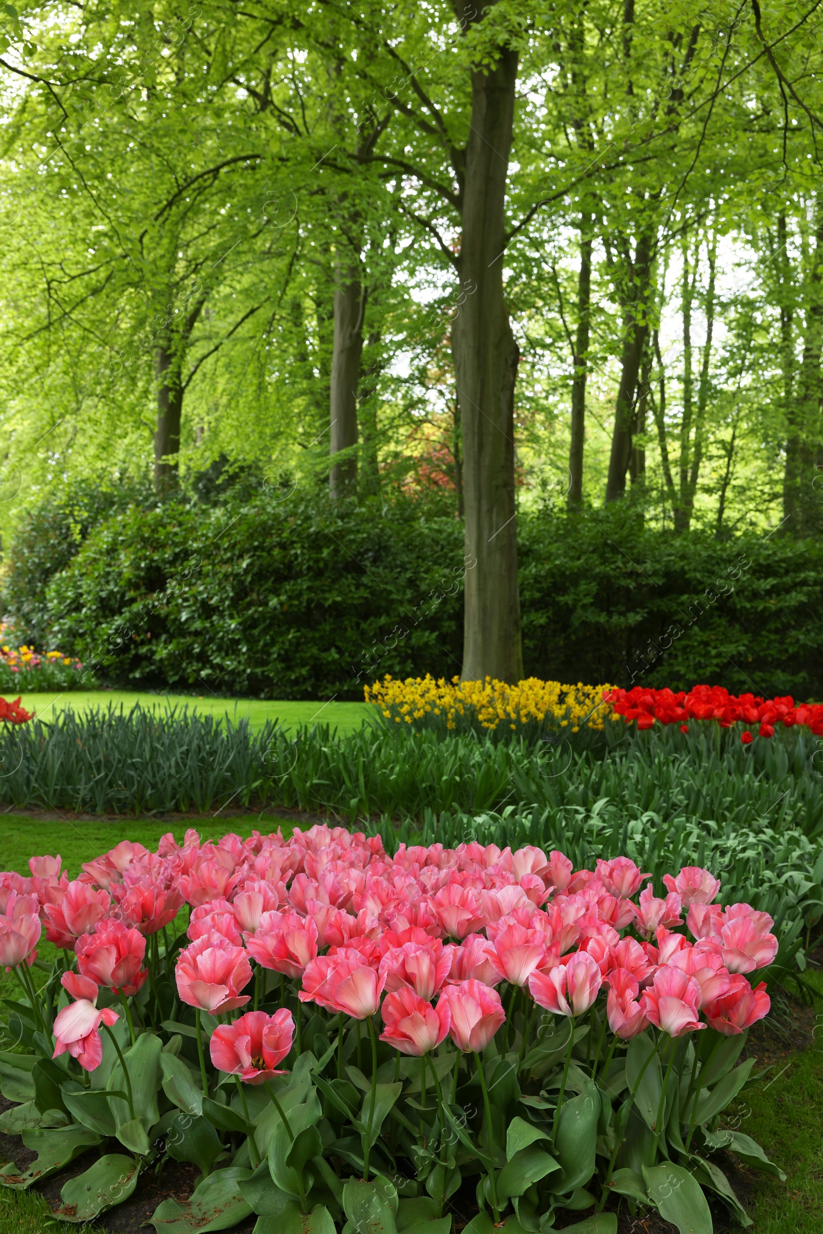 Photo of Park with variety of beautiful tulip flowers. Spring season