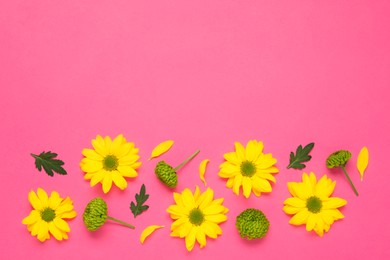 Beautiful chrysanthemums with leaves on pink background, flat lay. Space for text