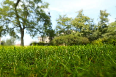 Photo of Green lawn with fresh grass in park