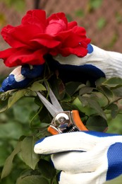 Photo of Woman pruning beautiful red flower by secateurs in garden, closeup