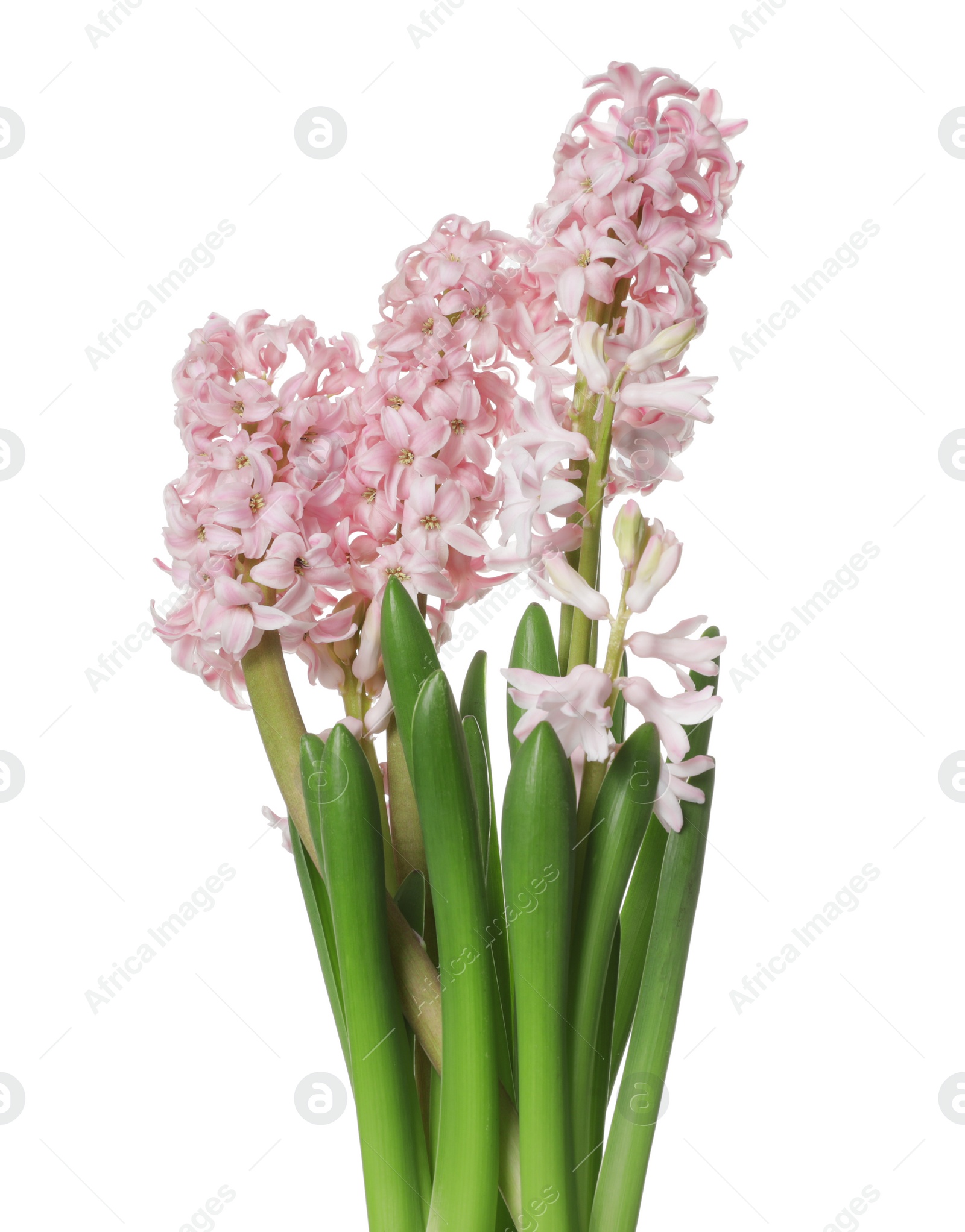 Photo of Beautiful spring hyacinth flowers isolated on white