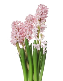 Photo of Beautiful spring hyacinth flowers isolated on white