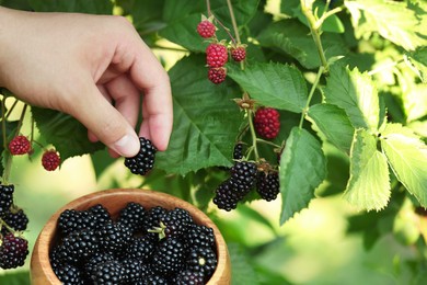 Woman with wooden bowl picking ripe blackberries from bush outdoors, closeup