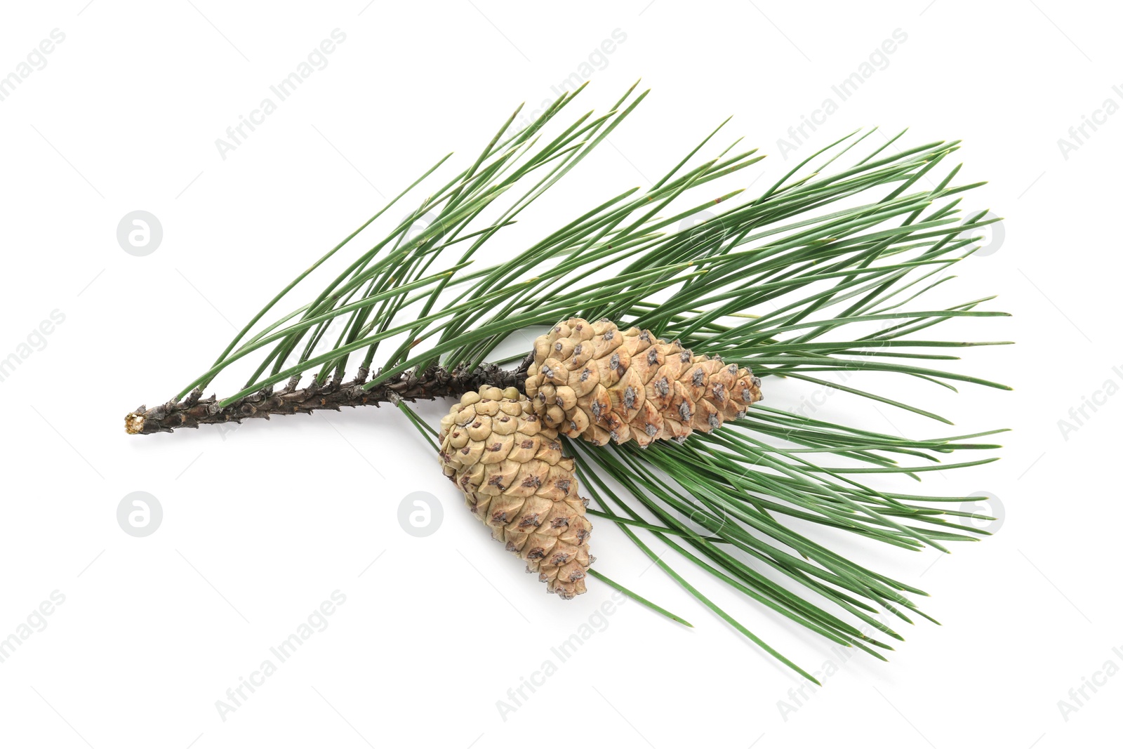 Photo of Green pine branch with cones isolated on white