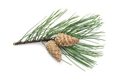 Photo of Green pine branch with cones isolated on white