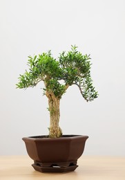 Photo of Beautiful bonsai tree in pot on wooden table