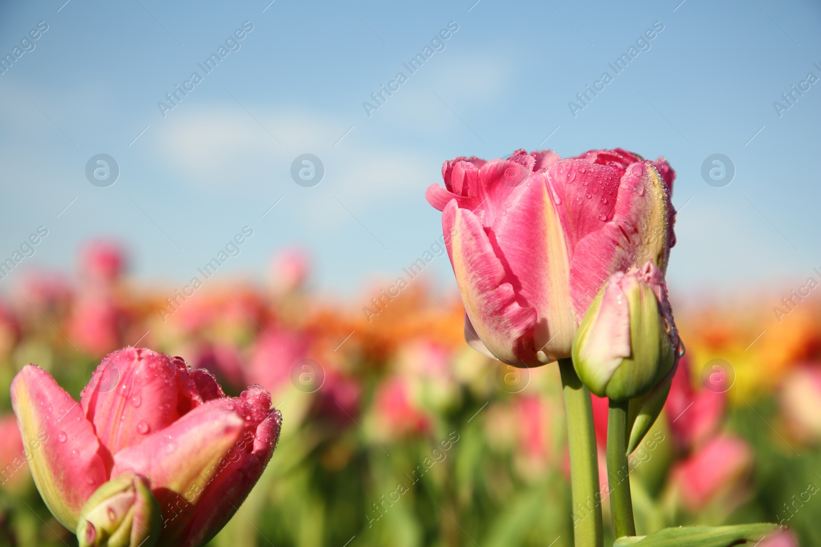 Photo of Beautiful pink tulip flowers growing in field on sunny day, closeup