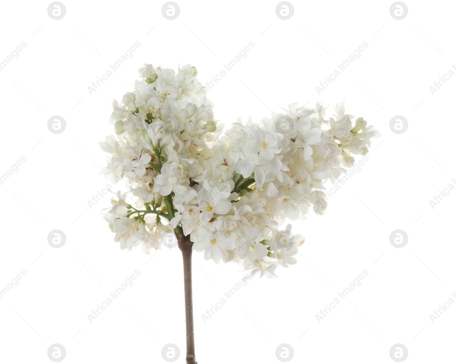 Photo of Branch with lilac flowers on white background