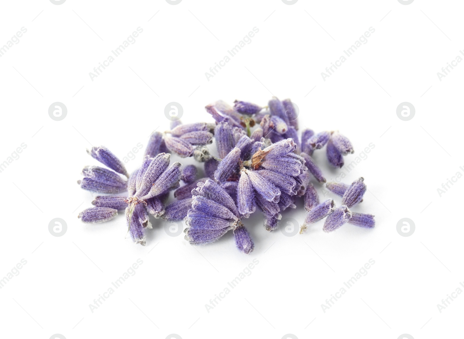 Photo of Beautiful blooming lavender flowers on white background