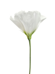 Photo of Beautiful Eustoma flower on white background