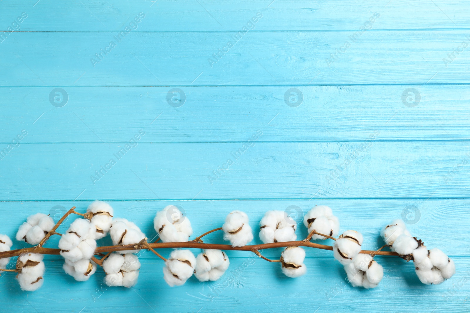 Photo of Branch of cotton plant on light blue wooden background, top view. Space for text
