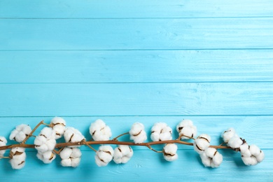 Photo of Branch of cotton plant on light blue wooden background, top view. Space for text