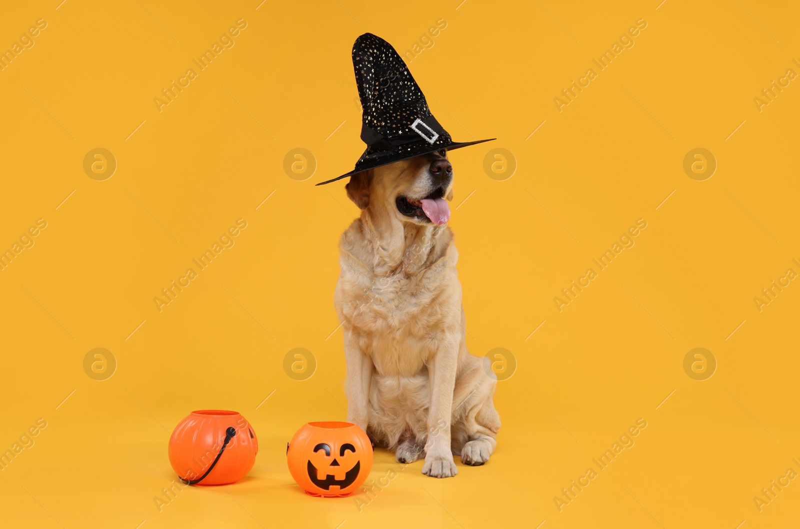 Photo of Cute Labrador Retriever dog in wizard hat with Halloween buckets on orange background