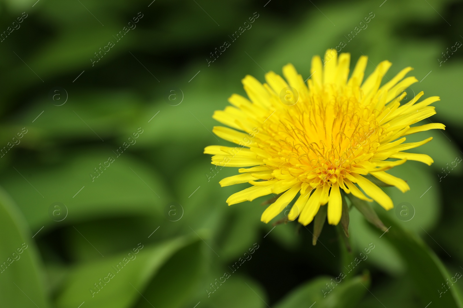 Photo of Beautiful yellow dandelion growing outdoors, closeup. Space for text