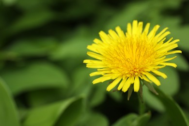 Photo of Beautiful yellow dandelion growing outdoors, closeup. Space for text