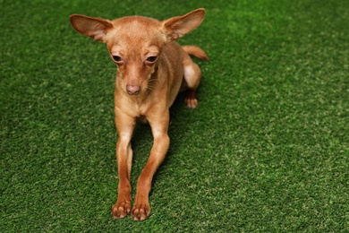 Photo of Cute toy terrier on artificial grass, space for text. Domestic dog