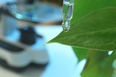 Clear liquid dropping from pipette on leaf against blurred background, closeup with space for text. Plant chemistry