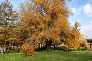 Picturesque view of trees in beautiful park. Autumn season