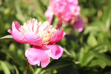 Photo of Closeup view of blooming pink peony bush outdoors