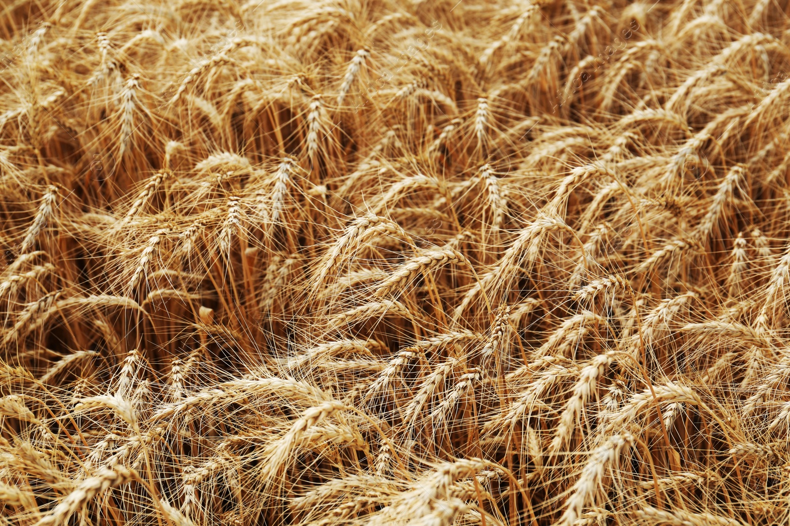 Photo of Beautiful view of agricultural field with ripe wheat spikes