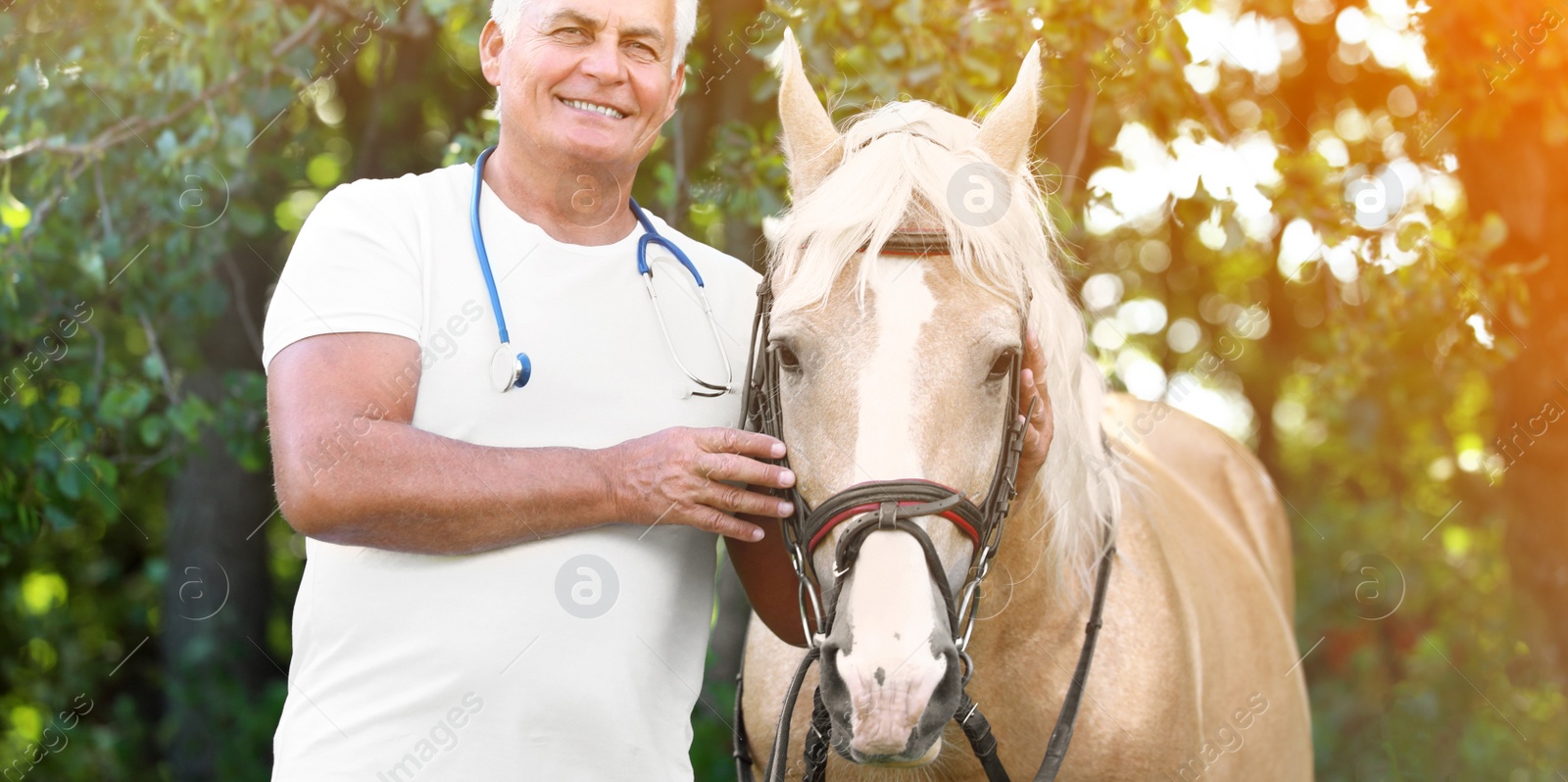 Image of Senior veterinarian with palomino horse outdoors on sunny day. Banner design