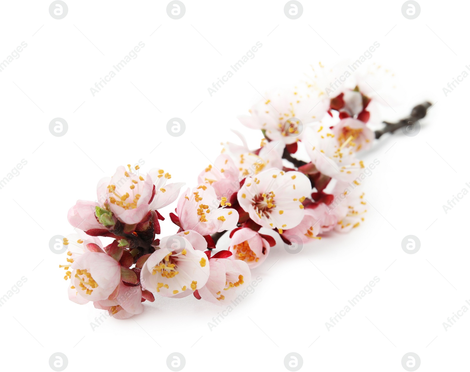 Photo of Beautiful blossoming apricot tree branch on white background