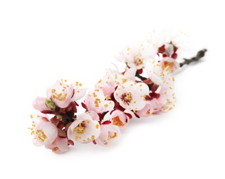 Photo of Beautiful blossoming apricot tree branch on white background